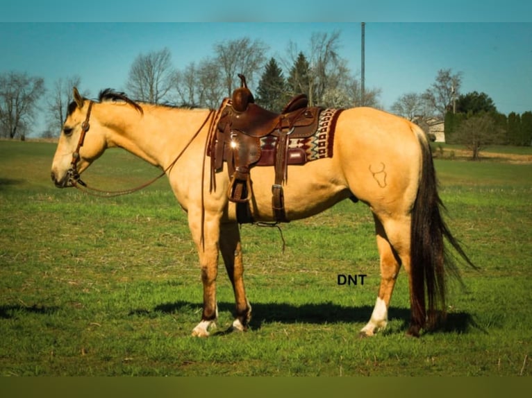 American Quarter Horse Wallach 7 Jahre 157 cm in Henderson, KY