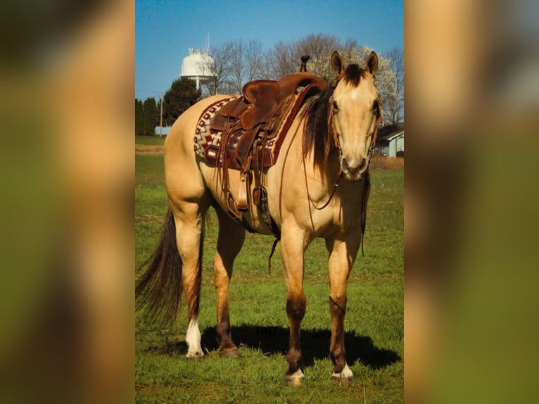 American Quarter Horse Wallach 7 Jahre 157 cm in Henderson, KY