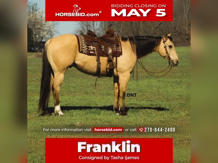 American Quarter Horse Wallach 7 Jahre 157 cm in Henderson, KY