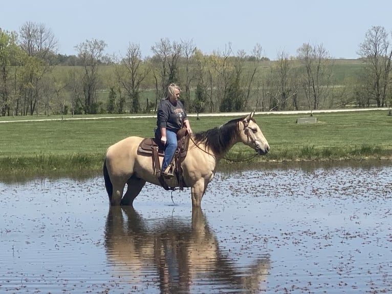 American Quarter Horse Wallach 7 Jahre 157 cm in Henderson, KY