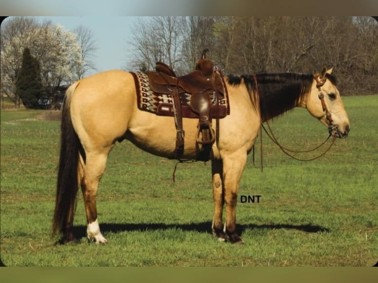 American Quarter Horse Wallach 7 Jahre 157 cm in Henderson, KY