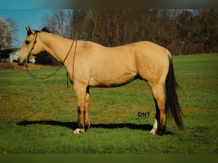American Quarter Horse Wallach 7 Jahre 157 cm in Henderson, KY
