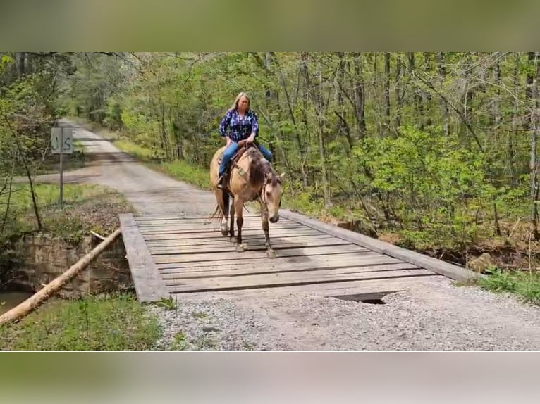 American Quarter Horse Wallach 7 Jahre 157 cm in Henderson, KY