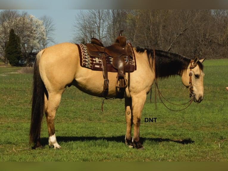 American Quarter Horse Wallach 7 Jahre 157 cm in Henderson, KY