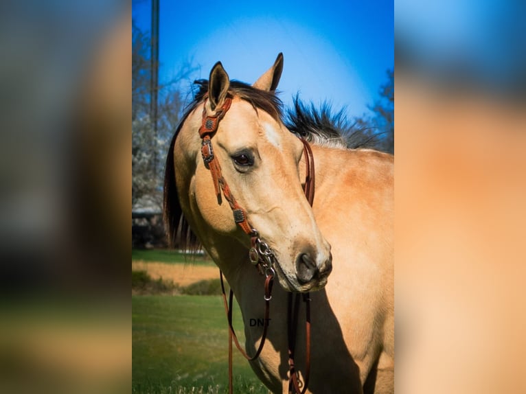 American Quarter Horse Wallach 7 Jahre 157 cm in Henderson, KY