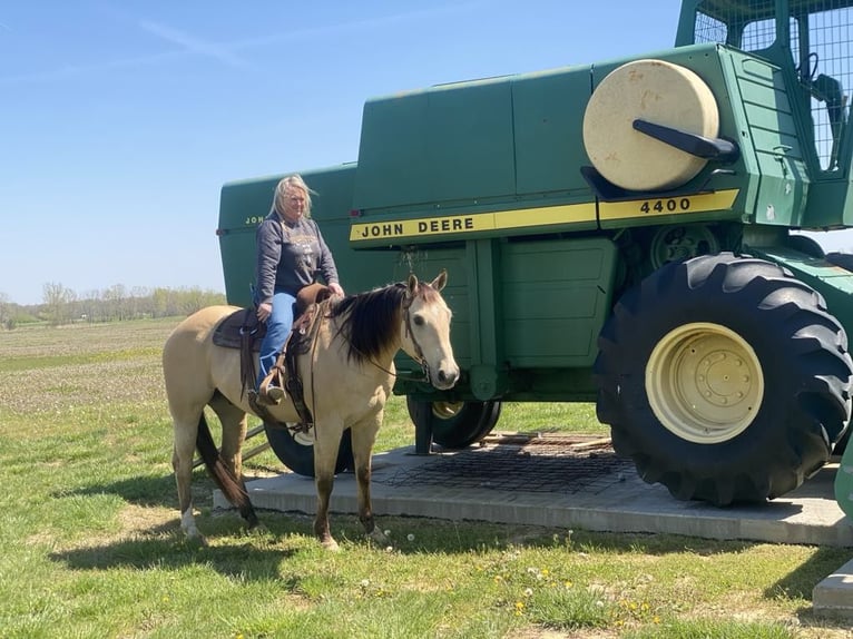 American Quarter Horse Wallach 7 Jahre 157 cm in Henderson, KY