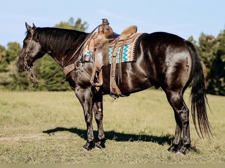 American Quarter Horse Wallach 7 Jahre 157 cm Rappe in Lyles, TN