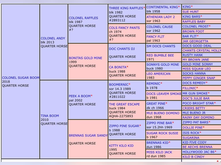 American Quarter Horse Wallach 7 Jahre 157 cm Rappe in Steffisburg