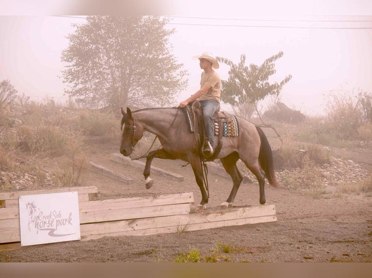 American Quarter Horse Wallach 7 Jahre 157 cm Roan-Bay in Fresno, OH