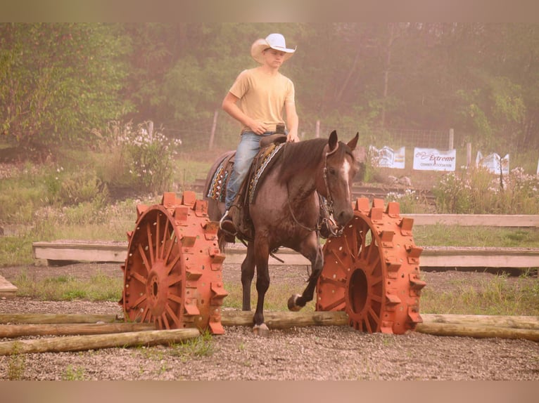 American Quarter Horse Wallach 7 Jahre 157 cm Roan-Bay in Fresno, OH