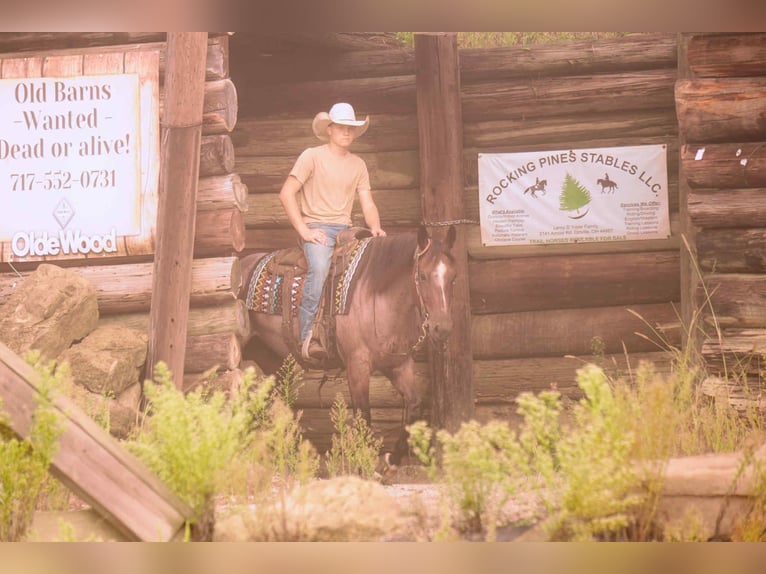 American Quarter Horse Wallach 7 Jahre 157 cm Roan-Bay in Fresno, OH