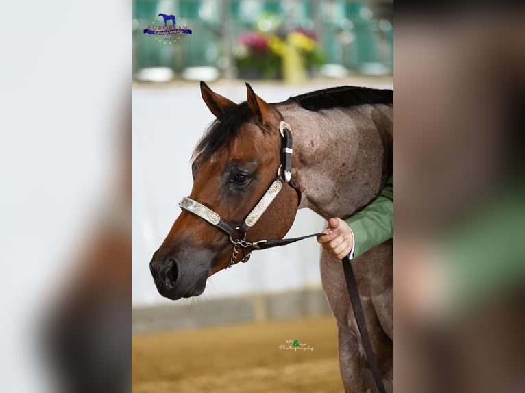 American Quarter Horse Wallach 7 Jahre 157 cm Roan-Bay in Rheinbach