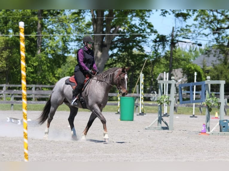 American Quarter Horse Wallach 7 Jahre 157 cm Roan-Red in Marshall