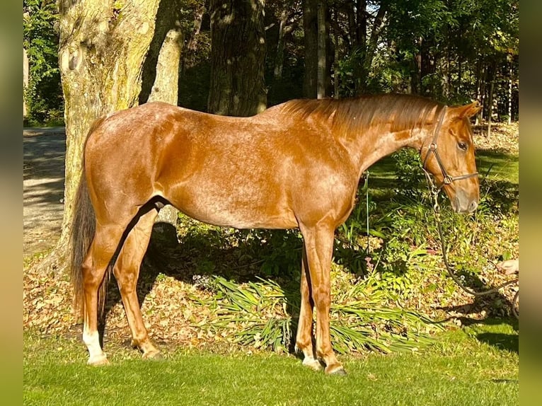 American Quarter Horse Wallach 7 Jahre 157 cm Roan-Red in Northfield