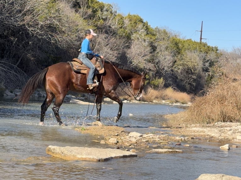 American Quarter Horse Wallach 7 Jahre 157 cm Rotbrauner in Cleburne