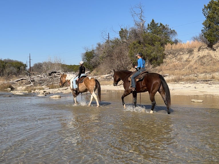 American Quarter Horse Wallach 7 Jahre 157 cm Rotbrauner in Cleburne