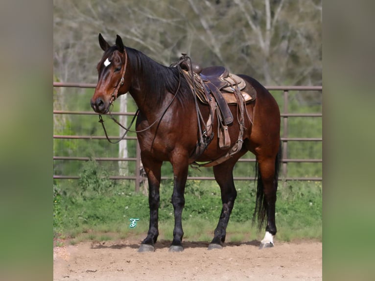 American Quarter Horse Wallach 7 Jahre 157 cm Rotbrauner in CARTHAGE, TX