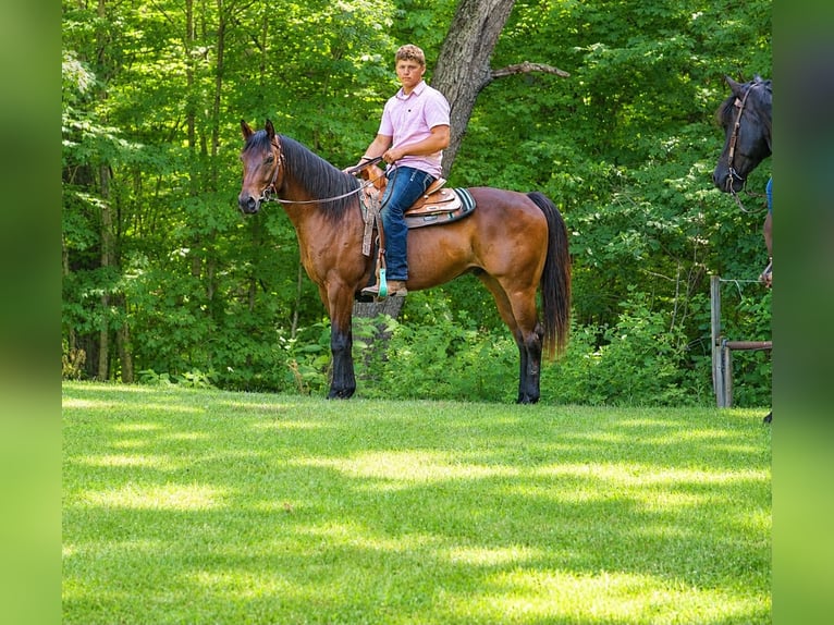 American Quarter Horse Wallach 7 Jahre 157 cm Rotbrauner in Saint Joe