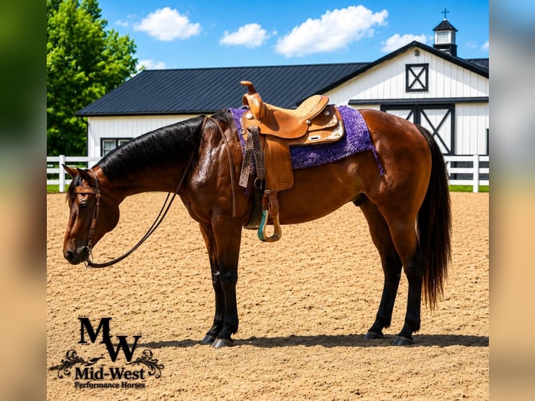 American Quarter Horse Wallach 7 Jahre 157 cm Rotbrauner in Saint Joe