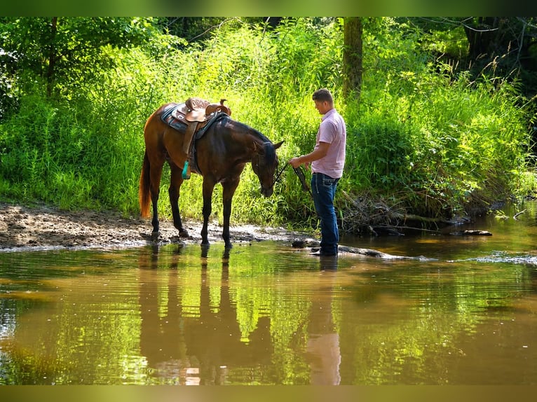 American Quarter Horse Wallach 7 Jahre 157 cm Rotbrauner in Saint Joe