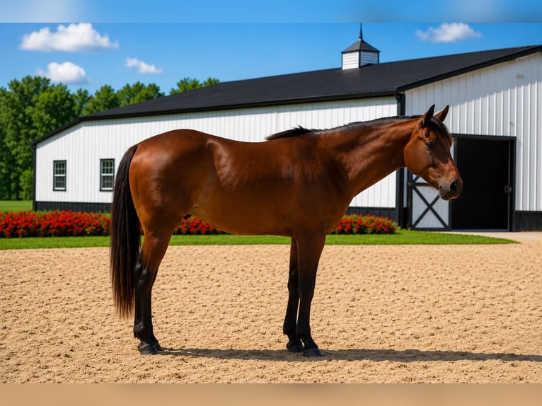 American Quarter Horse Wallach 7 Jahre 157 cm Rotbrauner in Saint Joe