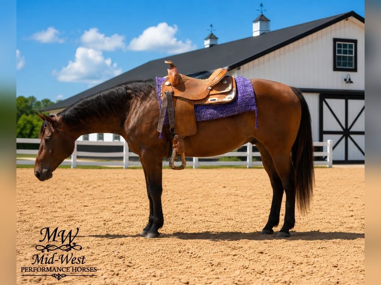American Quarter Horse Wallach 7 Jahre 157 cm Rotbrauner in Saint Joe