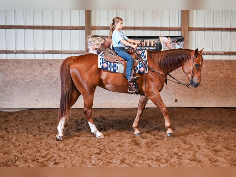 American Quarter Horse Wallach 7 Jahre 157 cm Rotfuchs in Dalton