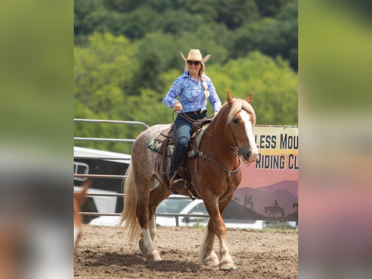 American Quarter Horse Wallach 7 Jahre 157 cm Rotfuchs in Dallas PA