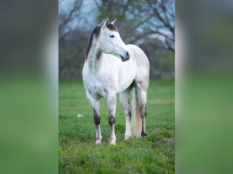 American Quarter Horse Wallach 7 Jahre 157 cm Schimmel in Tolar