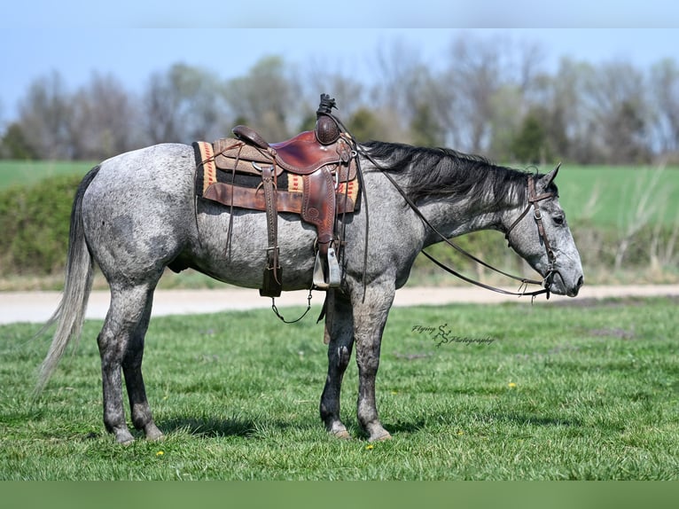 American Quarter Horse Wallach 7 Jahre 157 cm Schimmel in Harwood