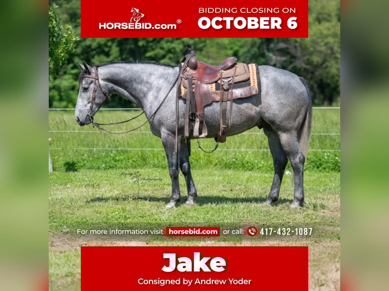 American Quarter Horse Wallach 7 Jahre 157 cm Schimmel in Harwood