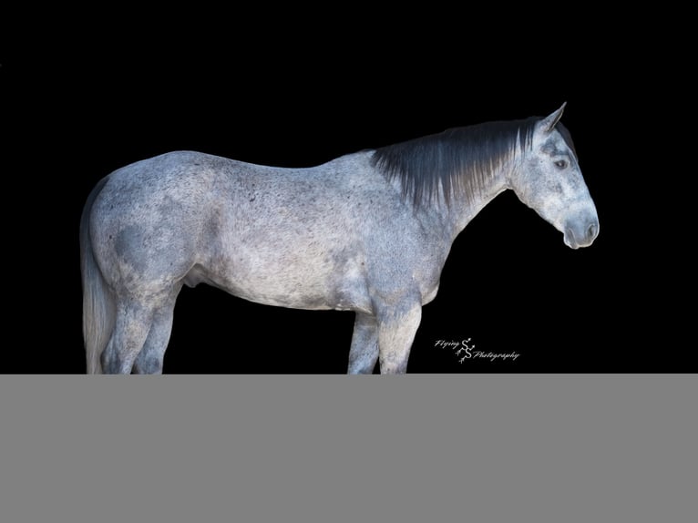 American Quarter Horse Wallach 7 Jahre 157 cm Schimmel in Harwood