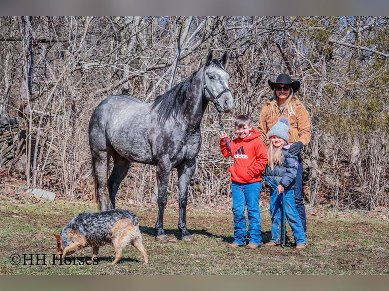 American Quarter Horse Wallach 7 Jahre 157 cm Schimmel in Flemingsburg KY