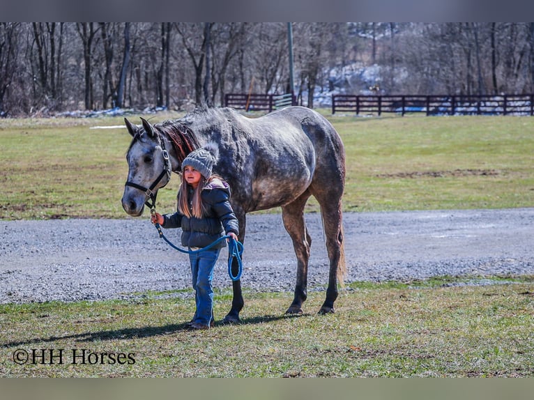American Quarter Horse Wallach 7 Jahre 157 cm Schimmel in Flemingsburg KY