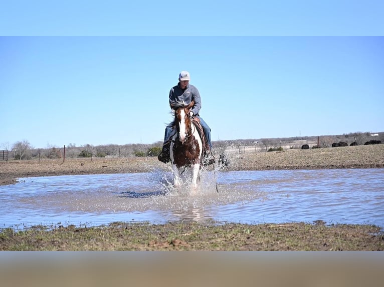 American Quarter Horse Wallach 7 Jahre 157 cm Tobiano-alle-Farben in Waco TX