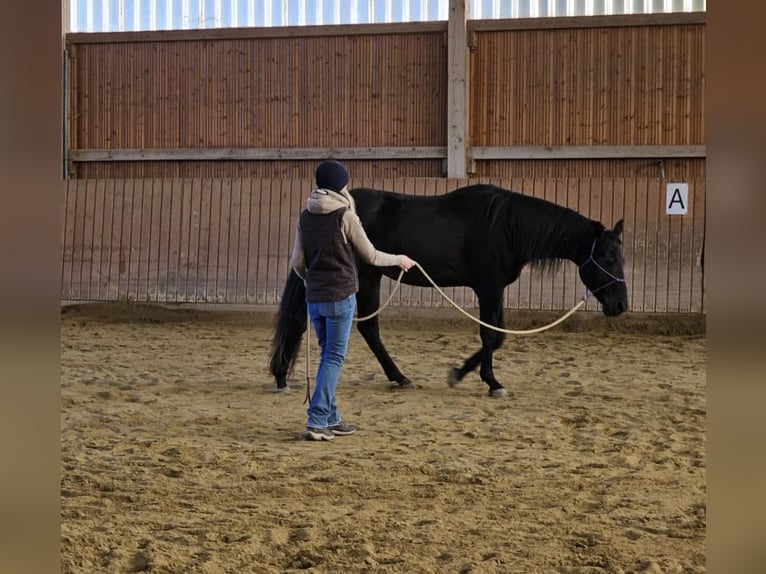 American Quarter Horse Wallach 7 Jahre 158 cm Dunkelbrauner in Balingen American Quarter Horse Wallach 7 Jahre 158 cm Dunkelbrauner in Balingen