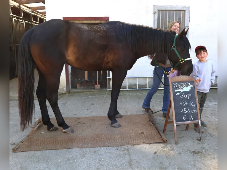 American Quarter Horse Wallach 7 Jahre 158 cm Dunkelbrauner in Balingen American Quarter Horse Wallach 7 Jahre 158 cm Dunkelbrauner in Balingen