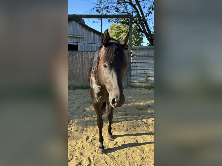 American Quarter Horse Wallach 7 Jahre 158 cm Dunkelbrauner in Balingen American Quarter Horse Wallach 7 Jahre 158 cm Dunkelbrauner in Balingen