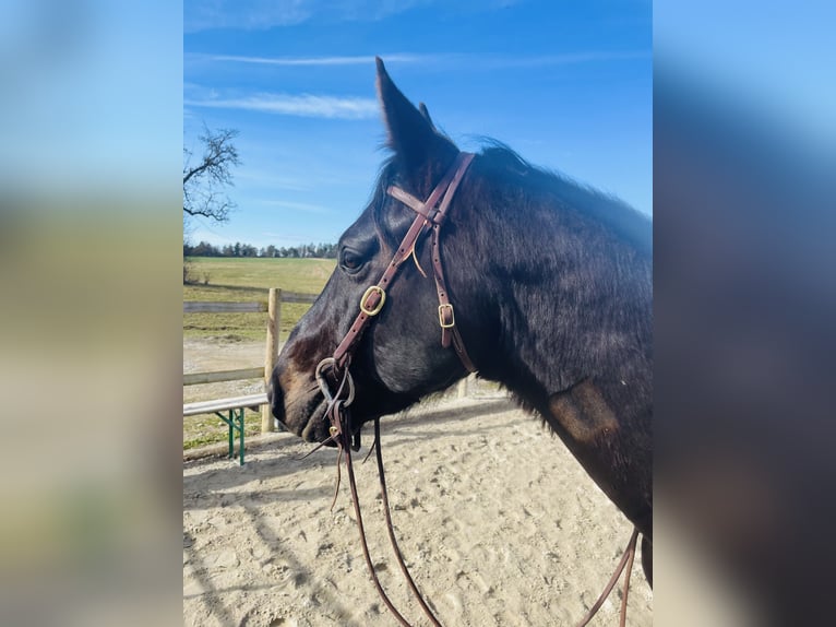 American Quarter Horse Wallach 7 Jahre 158 cm Dunkelbrauner in Balingen American Quarter Horse Wallach 7 Jahre 158 cm Dunkelbrauner in Balingen