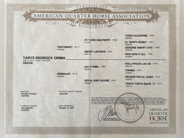 American Quarter Horse Wallach 7 Jahre 158 cm Fuchs in Davidschlag