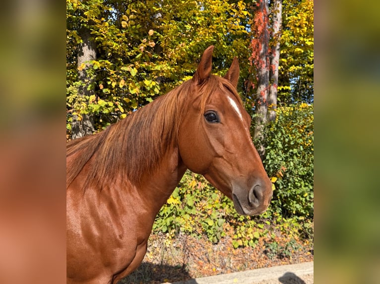 American Quarter Horse Wallach 7 Jahre 158 cm Fuchs in Davidschlag