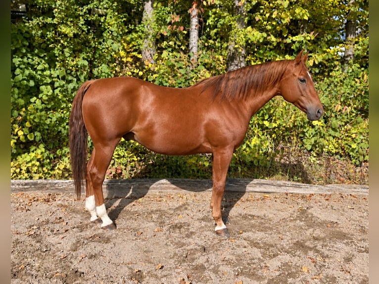 American Quarter Horse Wallach 7 Jahre 158 cm Fuchs in Davidschlag