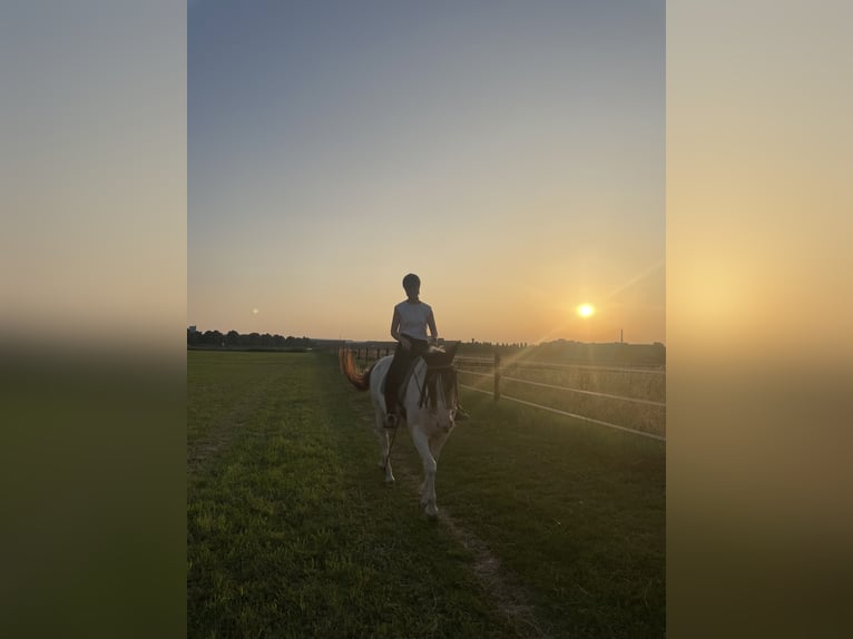 American Quarter Horse Wallach 7 Jahre 158 cm Overo-alle-Farben in Krefeld