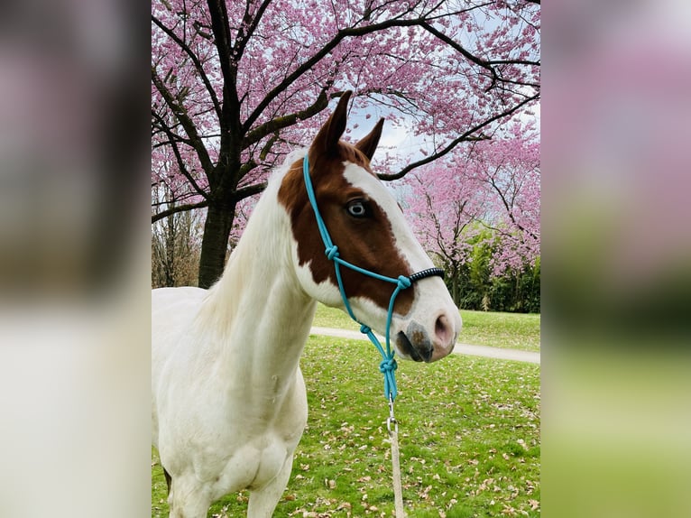 American Quarter Horse Wallach 7 Jahre 158 cm Overo-alle-Farben in Krefeld