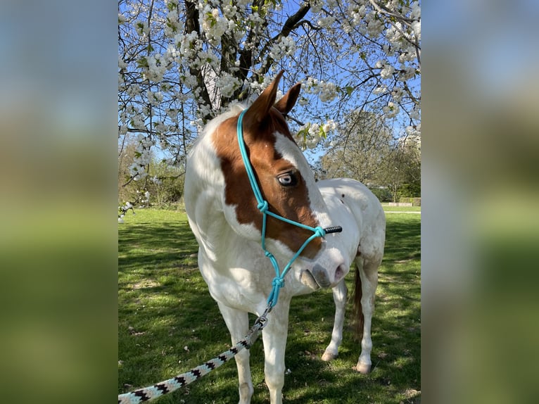 American Quarter Horse Wallach 7 Jahre 158 cm Overo-alle-Farben in Krefeld