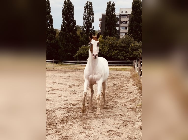 American Quarter Horse Wallach 7 Jahre 158 cm Overo-alle-Farben in Krefeld