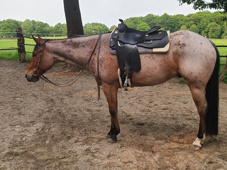 American Quarter Horse Wallach 7 Jahre 158 cm Roan-Bay in Osterholz-Scharmbeck