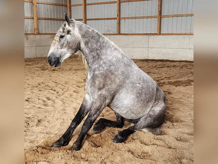 American Quarter Horse Wallach 7 Jahre 160 cm Apfelschimmel in Camden, MI