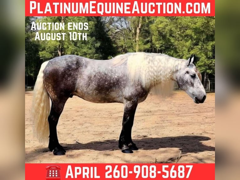 American Quarter Horse Wallach 7 Jahre 160 cm Apfelschimmel in Camden, MI