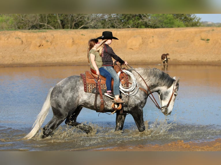 American Quarter Horse Wallach 7 Jahre 160 cm Apfelschimmel in Joshua TX
